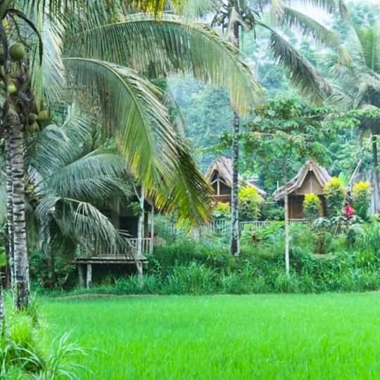 Tereng Wilis Homestay *