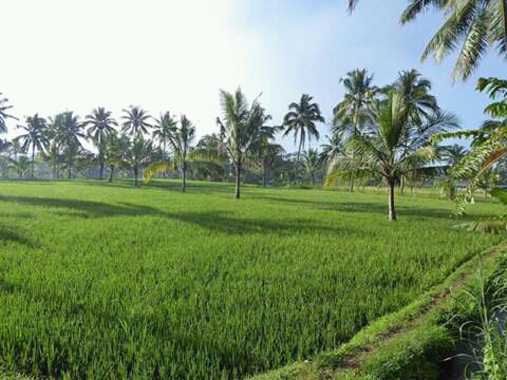 Tereng Wilis Homestay